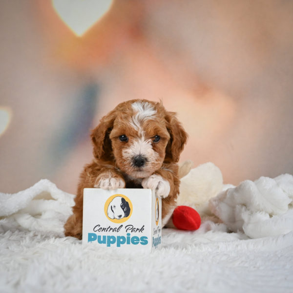 F1b Maltipoo Puppy for Sale