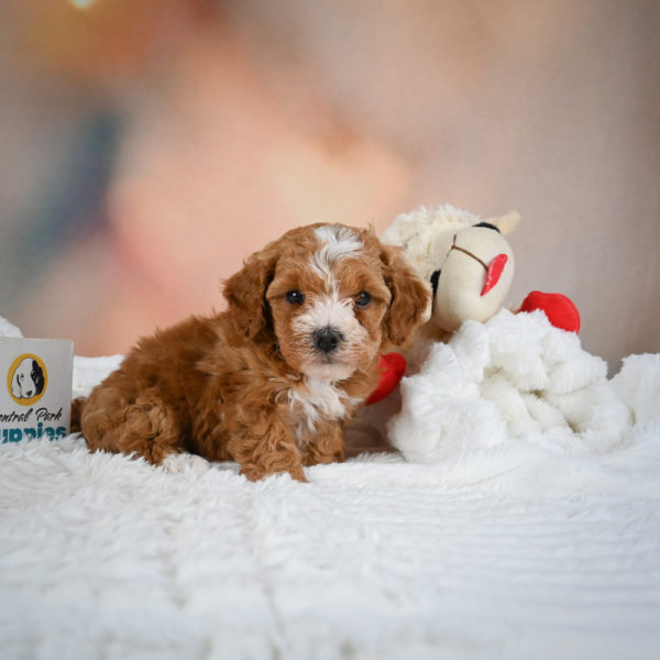 F1b Maltipoo Puppy for Sale