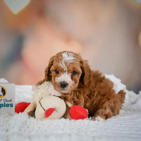F1b Maltipoo Puppy for Sale