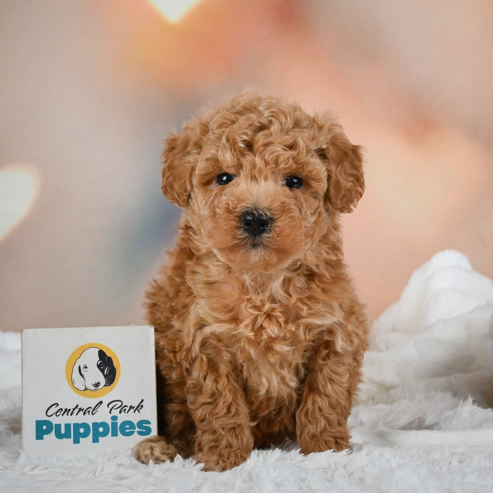 F1b Maltipoo Puppy for Sale in NYC