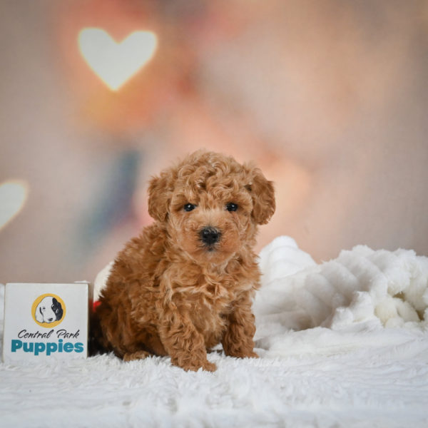 F1b Maltipoo Puppy for Sale
