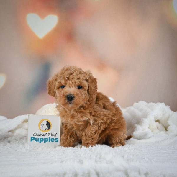 F1b Maltipoo Puppy for Sale