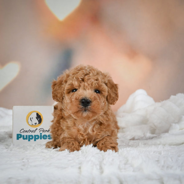 F1b Maltipoo Puppy for Sale