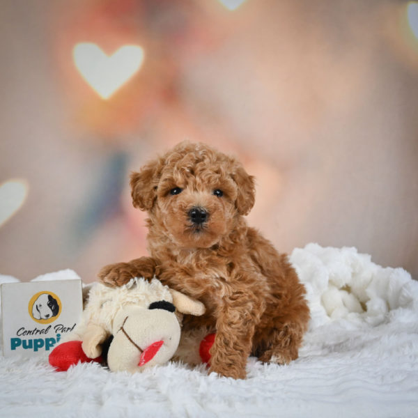F1b Maltipoo Puppy for Sale