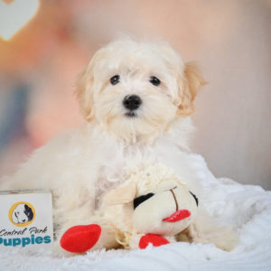 F1 Maltipoo Puppy for Sale