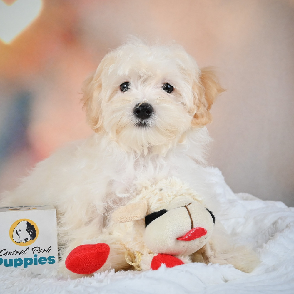 F1 Maltipoo Puppy for Sale in NYC