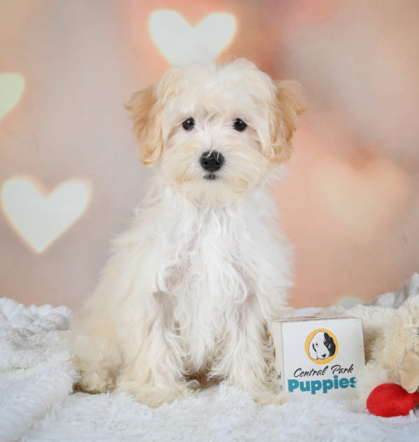 F1 Maltipoo Puppy for Sale