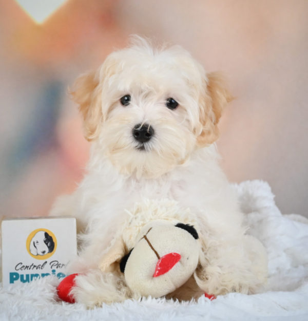 F1 Maltipoo Puppy for Sale