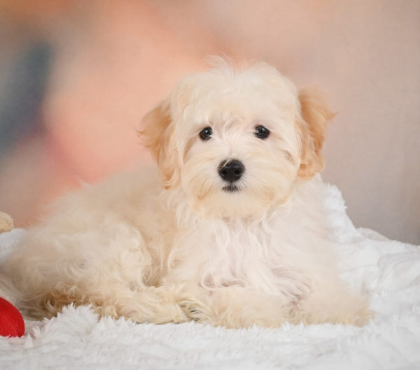 F1 Maltipoo Puppy for Sale