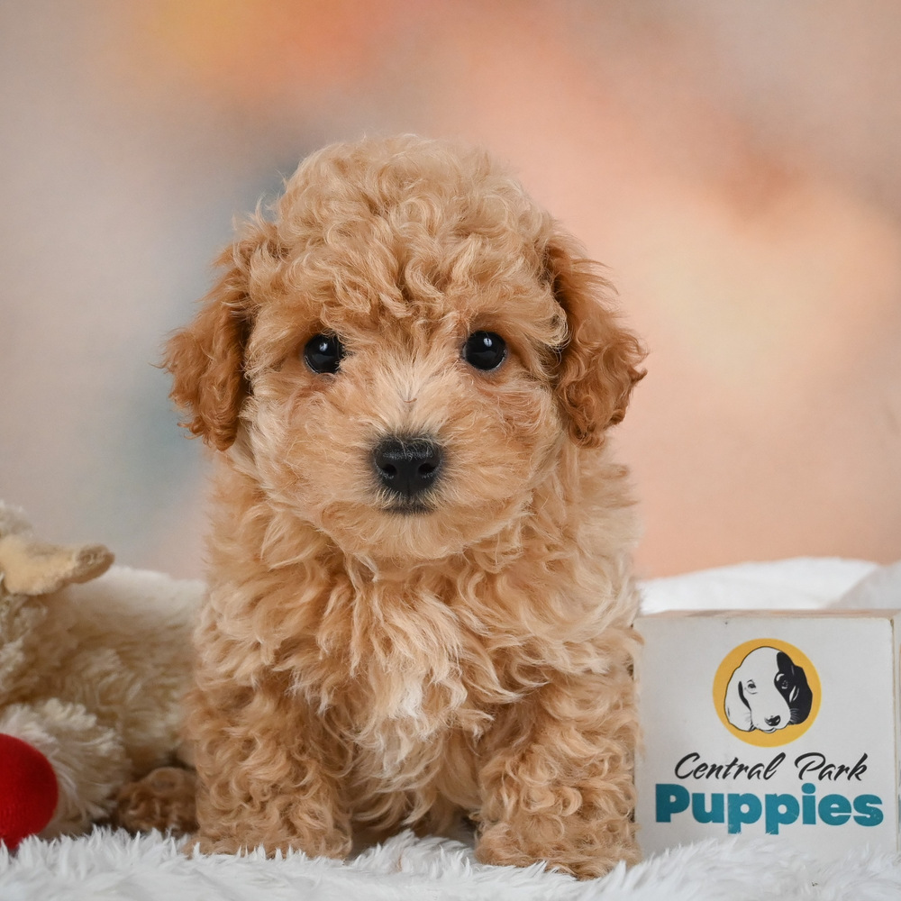 F1 Maltipoo Puppy for Sale in NYC
