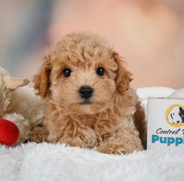 F1 Maltipoo Puppy for Sale