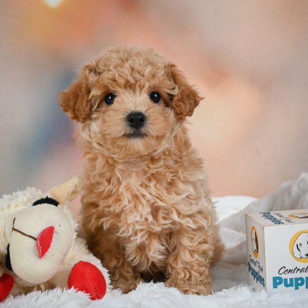 F1 Maltipoo Puppy for Sale