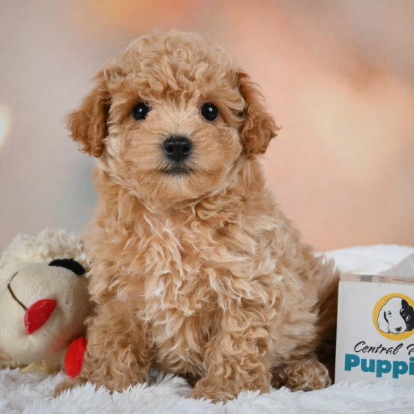 F1 Maltipoo Puppy for Sale