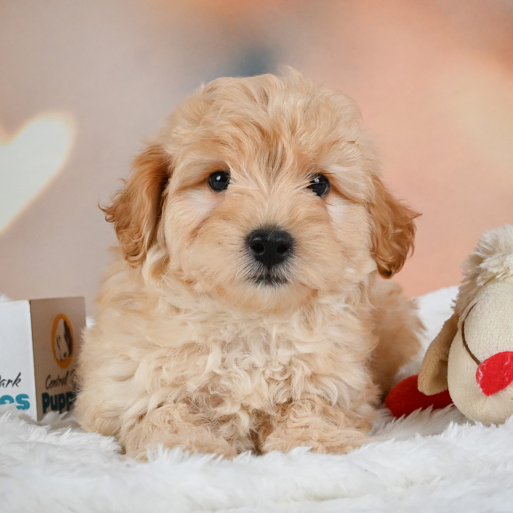 F1 Maltipoo Puppy for Sale in NYC