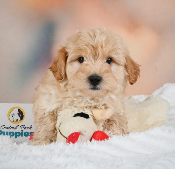 F1 Maltipoo Puppy for Sale