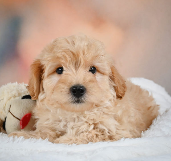 F1 Maltipoo Puppy for Sale