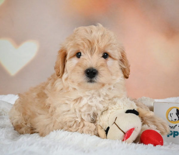 F1 Maltipoo Puppy for Sale