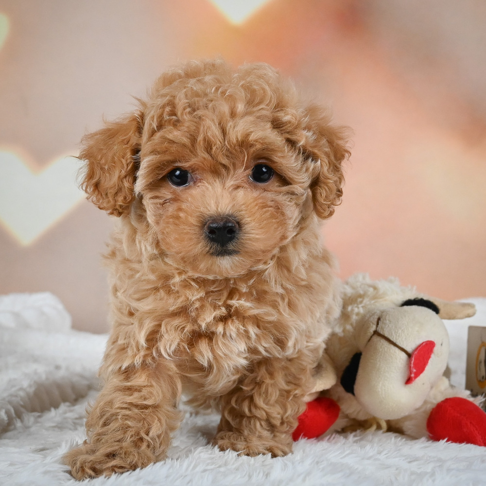 F1 Maltipoo Puppy for Sale in NYC