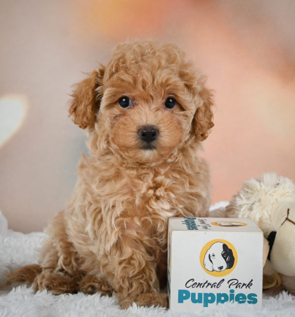 F1 Maltipoo Puppy for Sale