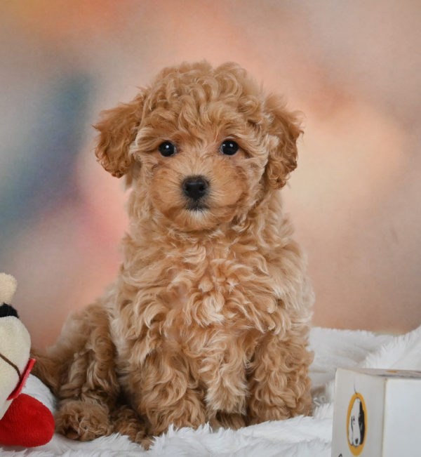 F1 Maltipoo Puppy for Sale