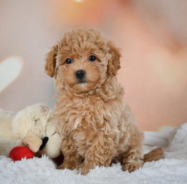 F1 Maltipoo Puppy for Sale