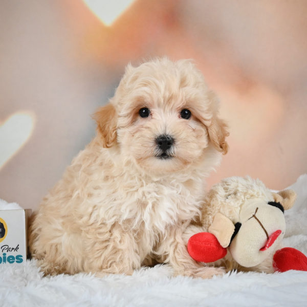 F1 Maltipoo Puppy for Sale