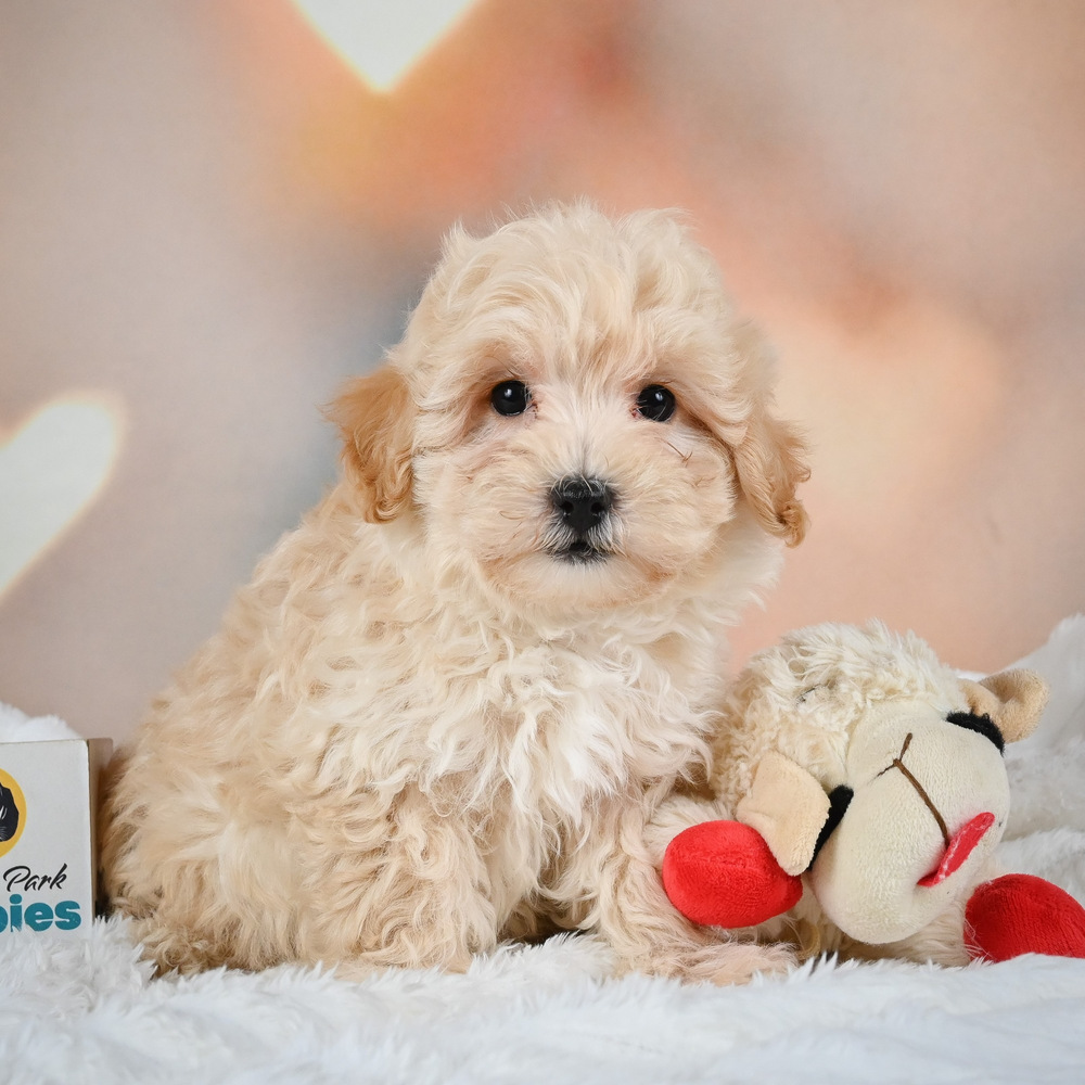 F1 Maltipoo Puppy for Sale in NYC