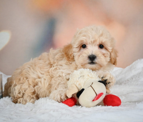 F1 Maltipoo Puppy for Sale