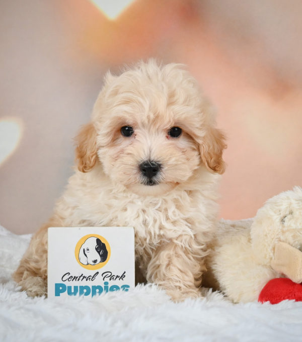 F1 Maltipoo Puppy for Sale