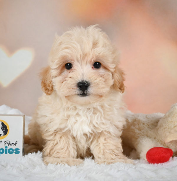 F1 Maltipoo Puppy for Sale