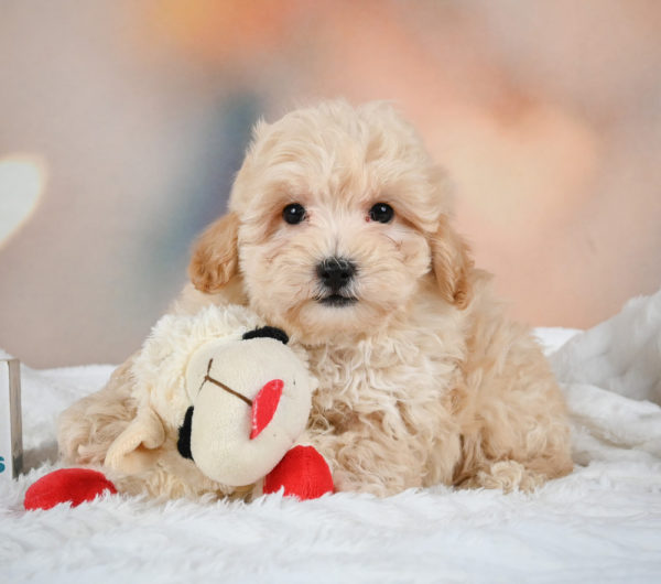 F1 Maltipoo Puppy for Sale
