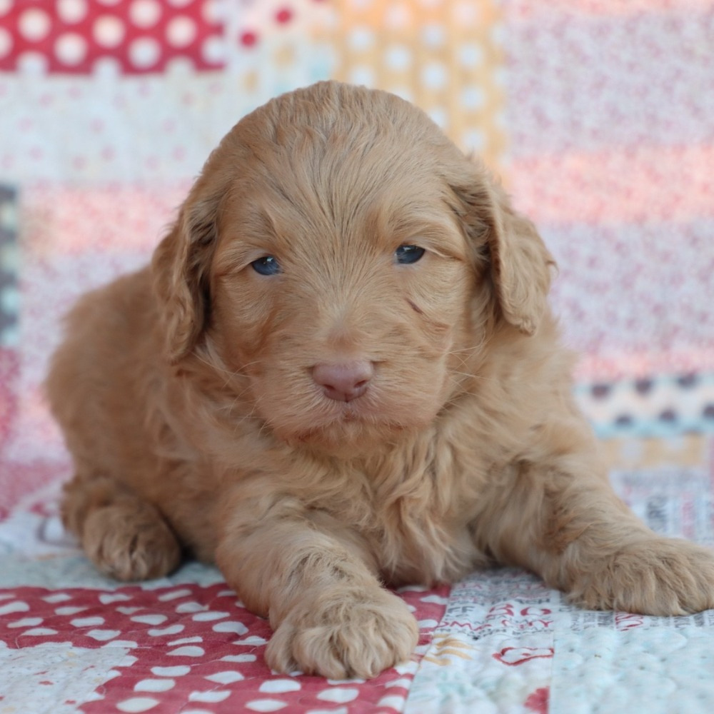 F1b Mini Aussiedoodle Puppy for Sale in NYC