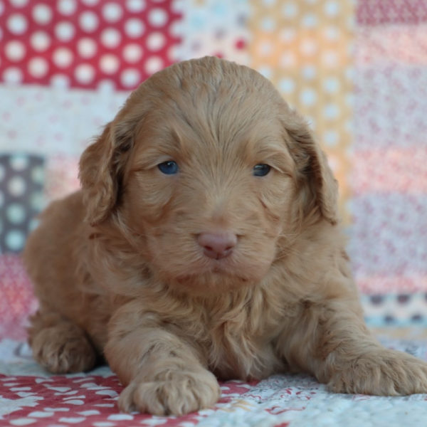 F1b Mini Aussiedoodle Puppy for Sale