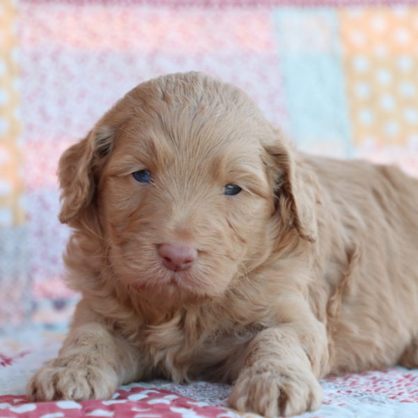 F1b Mini Aussiedoodle Puppy for Sale