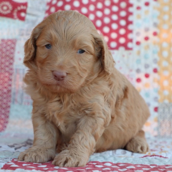 F1b Mini Aussiedoodle Puppy for Sale