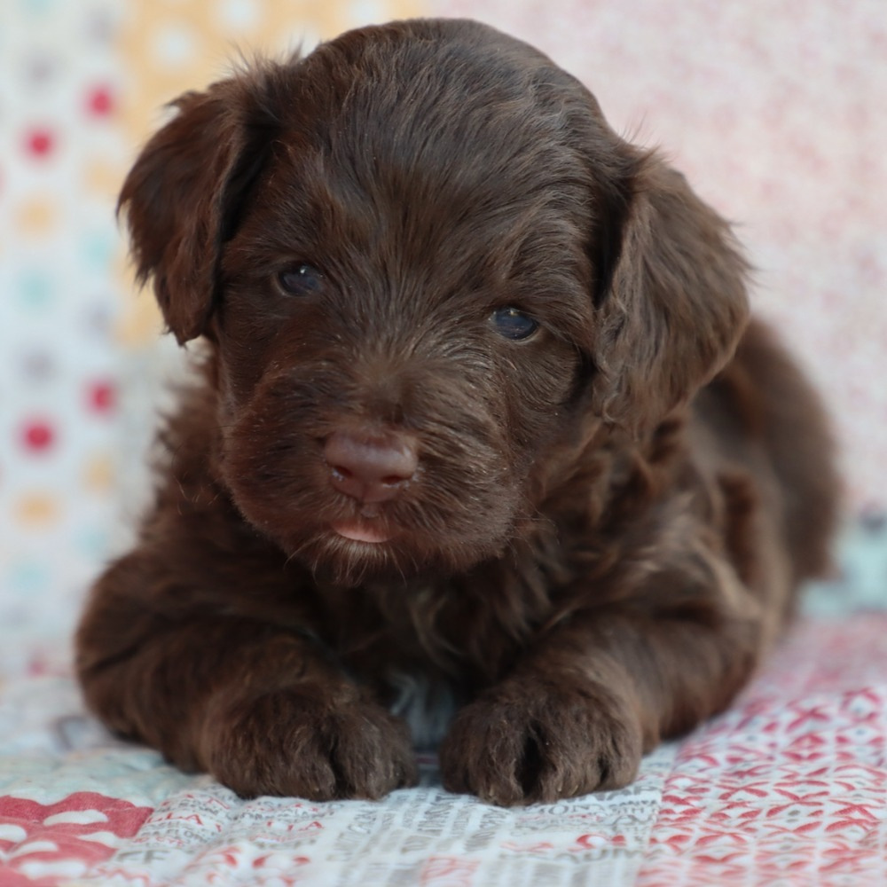 F1b Mini Aussiedoodle Puppy for Sale in NYC