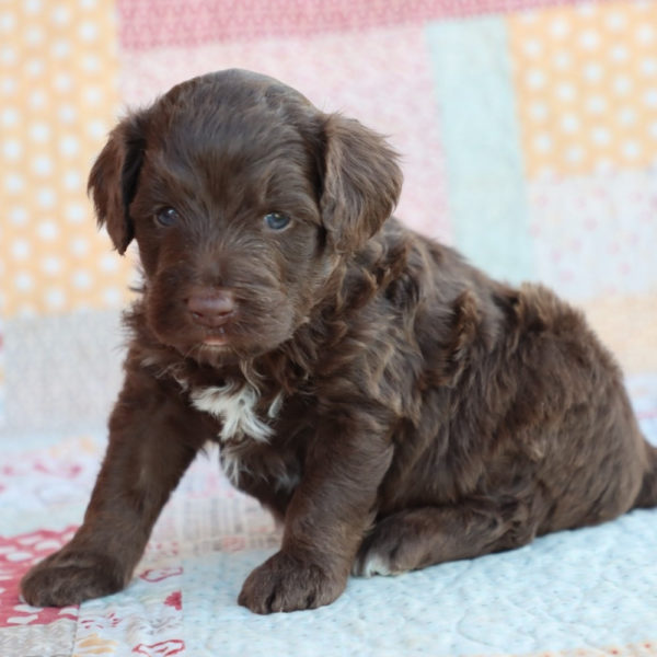 F1b Mini Aussiedoodle Puppy for Sale