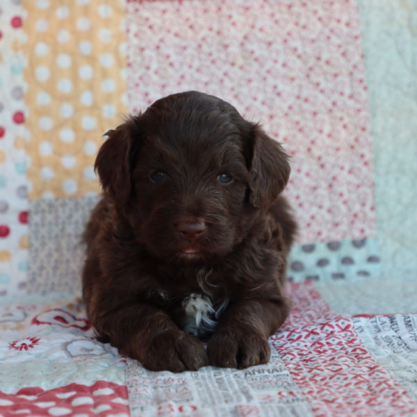 F1b Mini Aussiedoodle Puppy for Sale