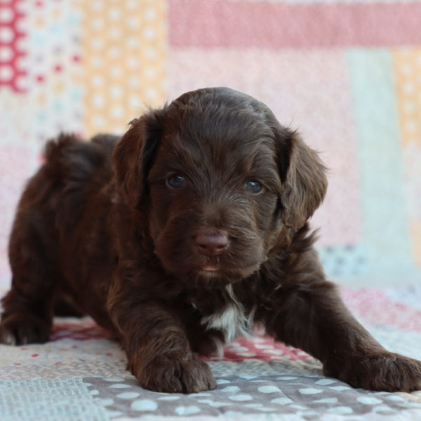 F1b Mini Aussiedoodle Puppy for Sale