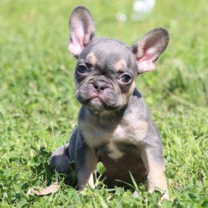 French Bulldog Puppy for Sale
