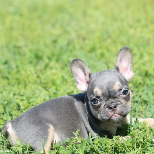 French Bulldog Puppy for Sale