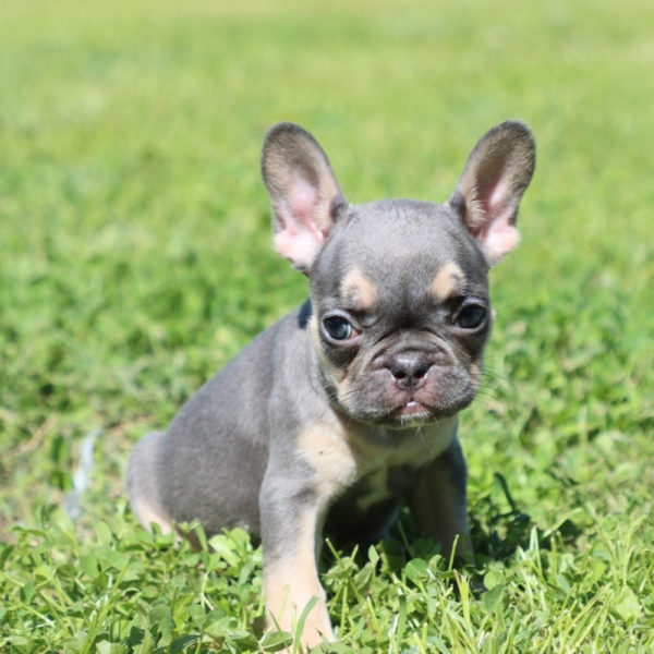French Bulldog Puppy for Sale