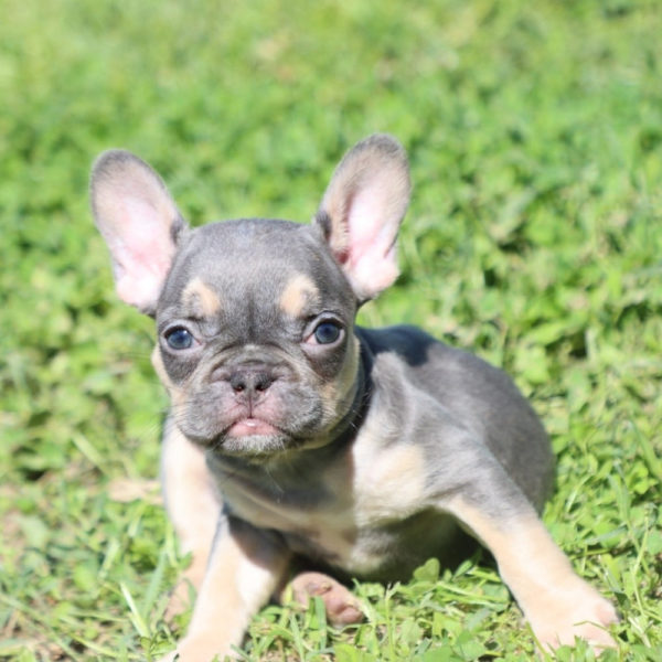 French Bulldog Puppy for Sale