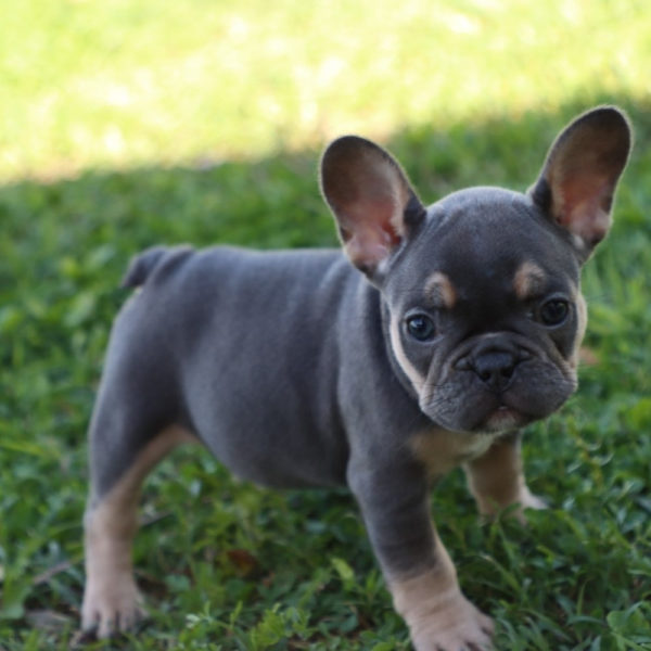 French Bulldog Puppy for Sale