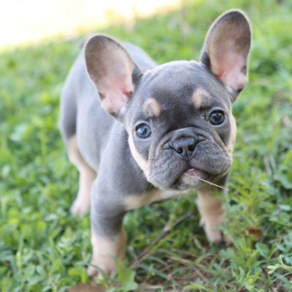 French Bulldog Puppy for Sale