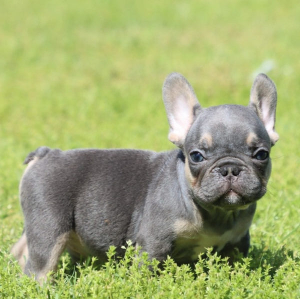 French Bulldog Puppy for Sale