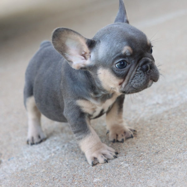 French Bulldog Puppy for Sale