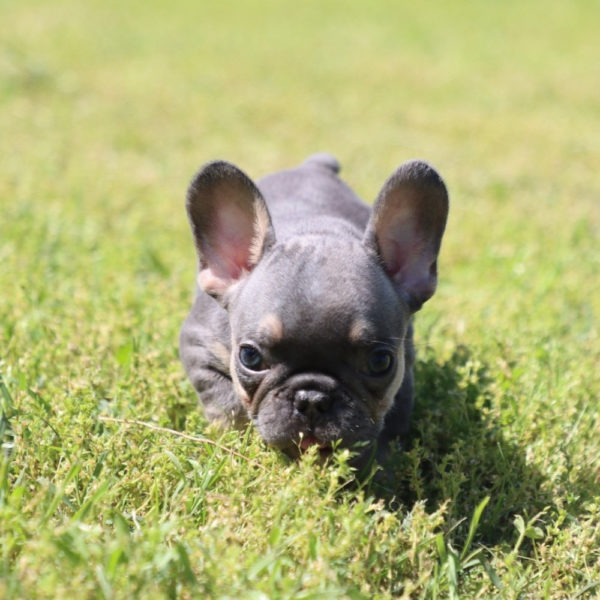 French Bulldog Puppy for Sale