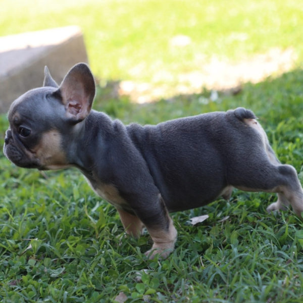 French Bulldog Puppy for Sale