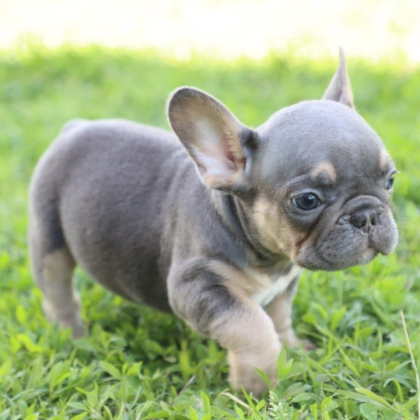 French Bulldog Puppy for Sale